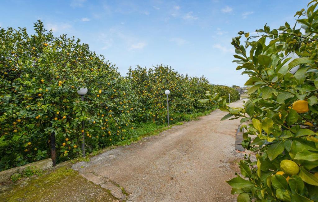 Limoneto